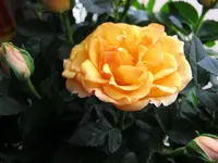 024.webp