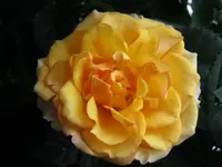 025.webp