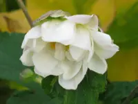 008.webp
