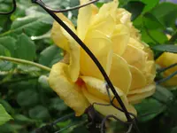 015.webp