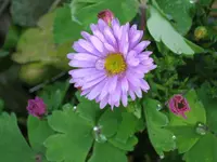 014.webp