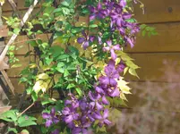 041.webp