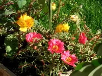 portulakröschen.webp