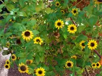 CIMG5642.webp