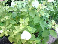 einzel blum 00008.webp