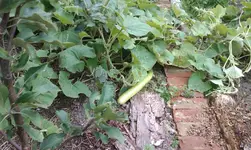 IMAG0936.webp