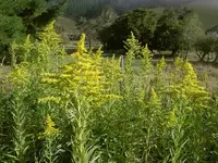 Morgenspaziergang im Herbst (18).webp