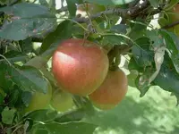Herbst (18).webp