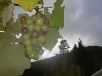 Herbst (19).webp