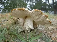 Herbst (17).webp