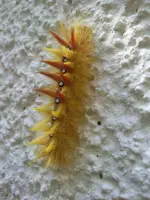 schmetterling1.webp