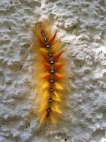 schmetterling2.webp