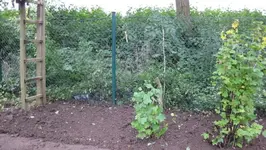 Beet_am_Zaun.webp