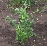 Heidelbeere.webp