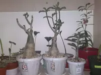 18092010722.webp 18092010722.webp