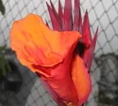 Canna (4).webp