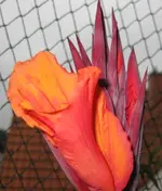 Canna (5).webp