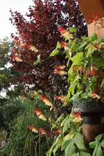 Sternwinde.webp