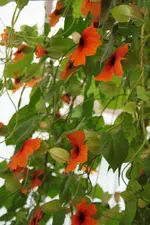 Schw.Susanne.webp