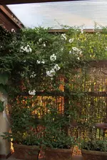 03.10 (17) Jasmin.webp