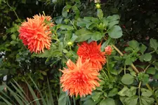 03.10 (8) Dahie.webp