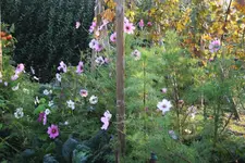 03.10 (11) Cosmea.webp