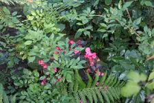 03.10 (14)Versteckt.webp