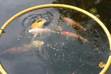 03.10 (18) KOI.webp