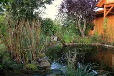 Teich.webp