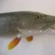 fischkopp