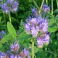 Phacelia