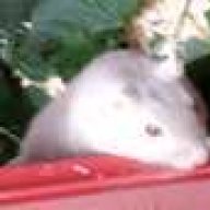 Cary-Maus