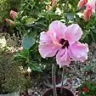 Florirose