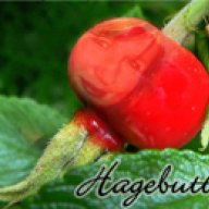 Hagebutte