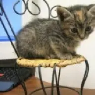 luciekatze