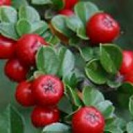 Cotoneaster