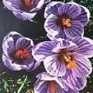 annedea1