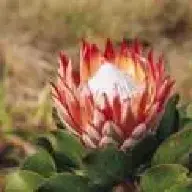 Protea