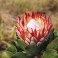 Protea