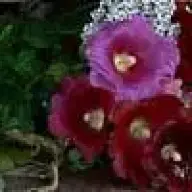 amapola
