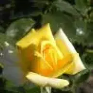 Gartenheiner