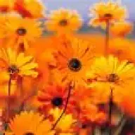 floraundfauna