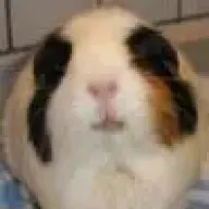 Cavia
