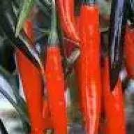 chilli