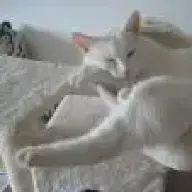 spuzi