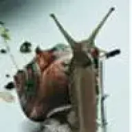 Weinbergschnecke