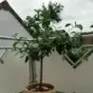 Citrusandi