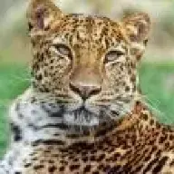 Leopard43