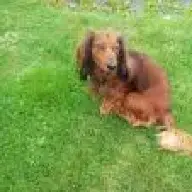 Der kleine Tierfreund