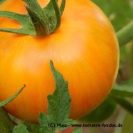 Tomaten-Fundus